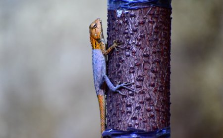 Change or Perish: Mastering the Art of Transformation in the Business World