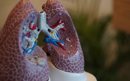 Every Breath You Take: Unveiling the Mysteries of Your Lungs!
