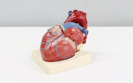 The Circulatory System: How Does Blood Travel Through Our Body?