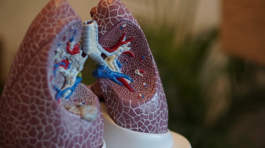 Every Breath You Take: Unveiling the Mysteries of Your Lungs!