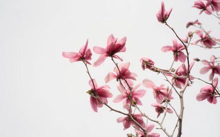 Honokiol and Magnolia Bark: The Herbal Supplement Bridging Nature and Science