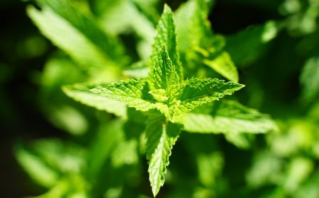 The Many Faces of Lemon Balm: Exploring Its Benefits in Herbal Supplements