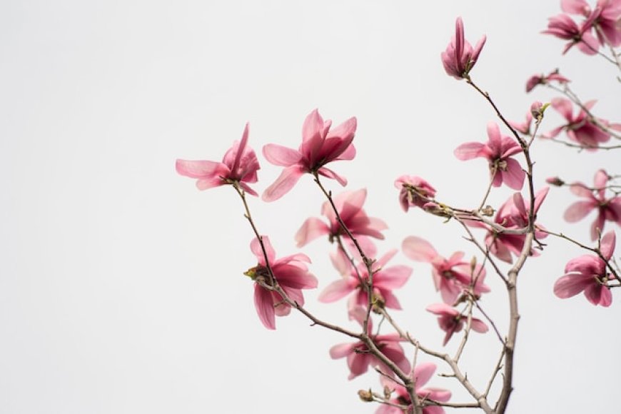 Honokiol and Magnolia Bark: The Herbal Supplement Bridging Nature and Science