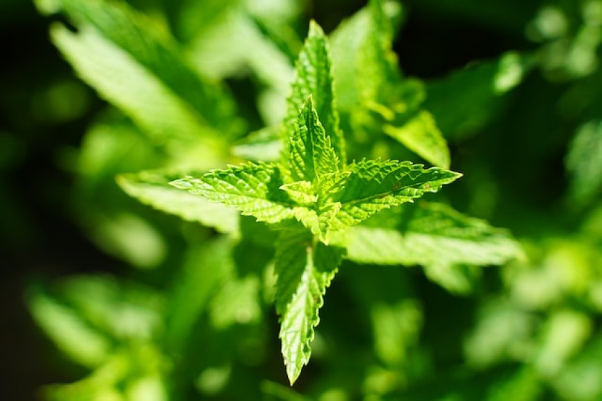 The Many Faces of Lemon Balm: Exploring Its Benefits in Herbal Supplements