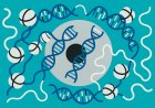 Epigenetic Crosstalk: Unveiling the Interconnected Molecular Pathways