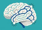 Neuroplasticity and the Adaptive Brain: Exploring the Limits of Cognitive Flexibility