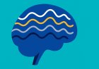 Neural Oscillations and the Architecture of Human Cognition