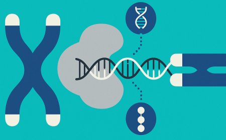 Regulating the Clock: Telomerase Activation and Cellular Longevity