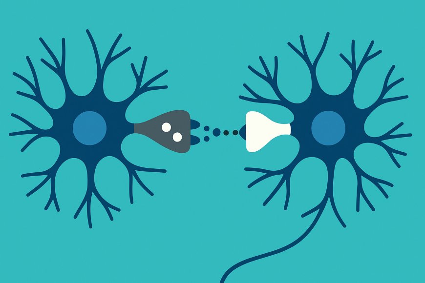 Synaptic Plasticity: The Neural Basis of Learning and Memory